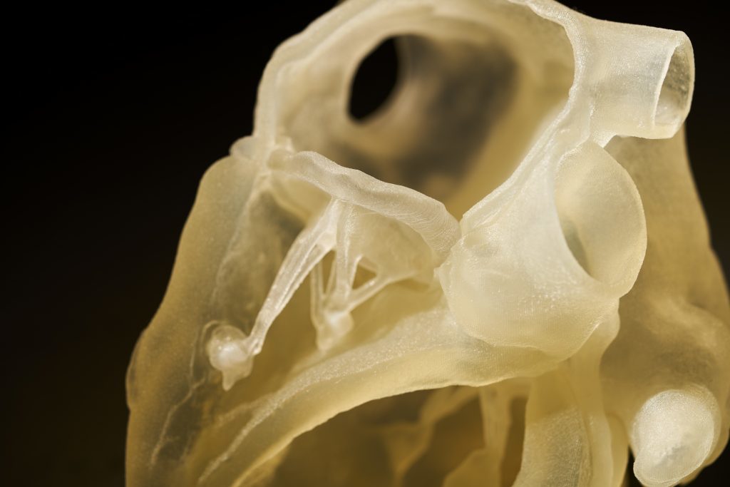 Stratasys Digital Anatomy 3D Printer Modeling